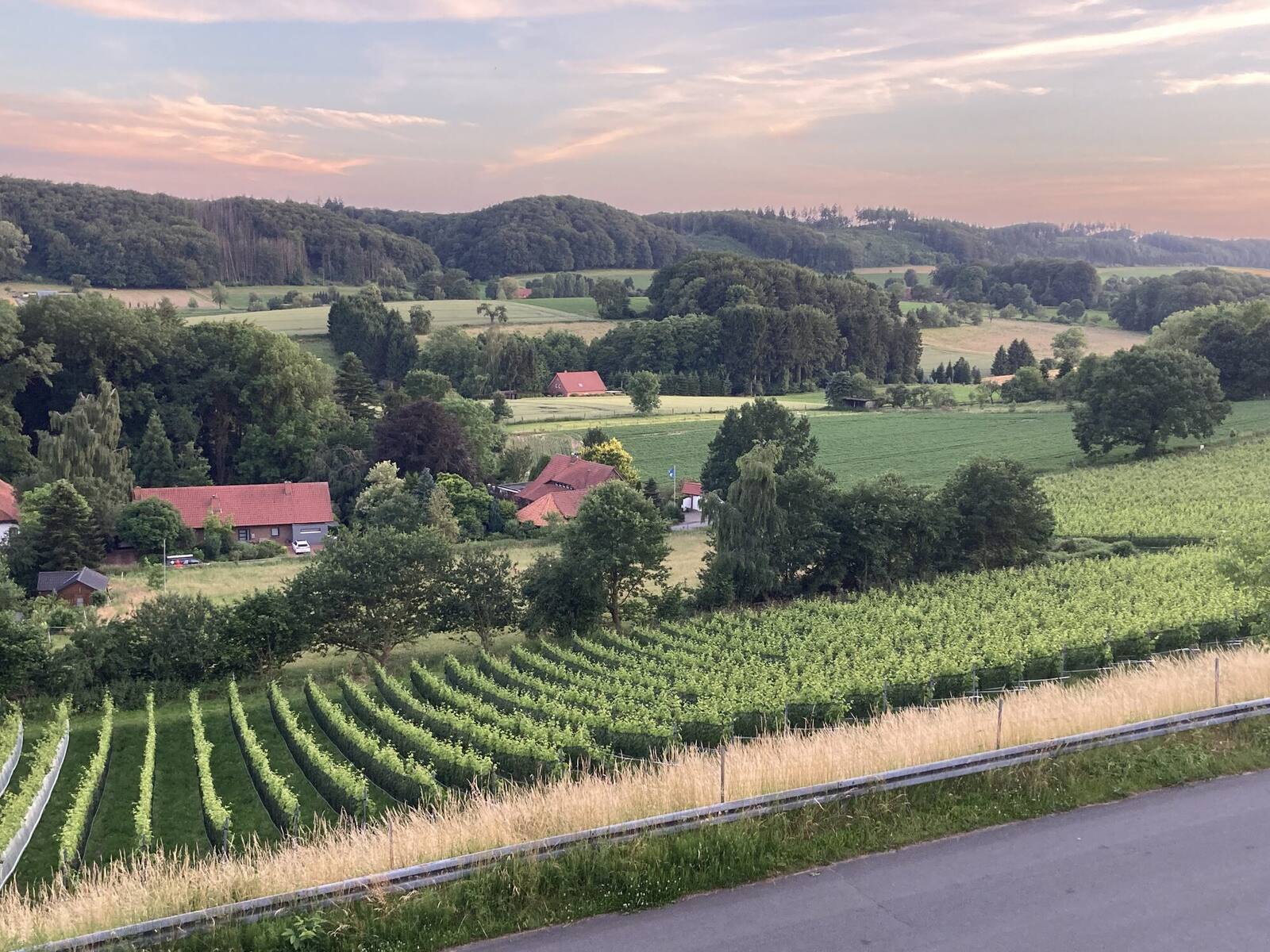 Weinberg im Abendlicht – Foto 5