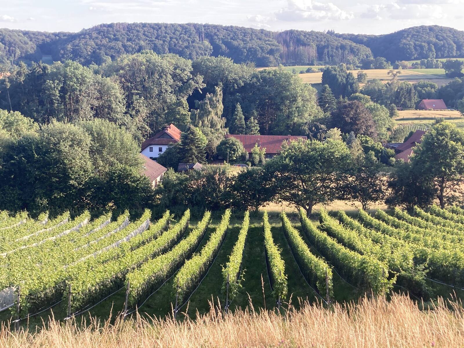 Panorama: Weinberg, Tal und Wald